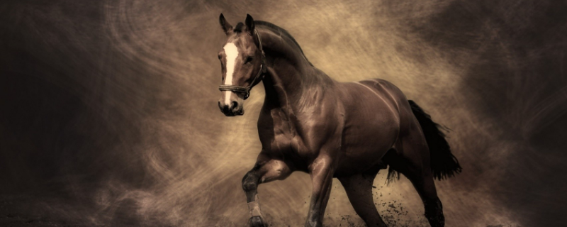 扶着栏杆上楼梯稳步上升猜一生肖