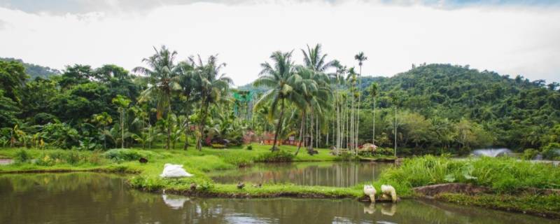 热带雨林长什么样