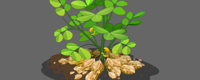 花生属于植物的哪个部分