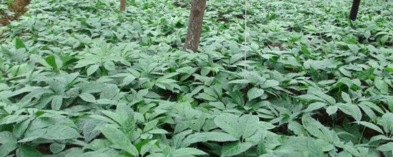 三七粉的保质期多久