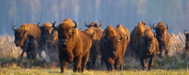 牛的手足兄弟是谁