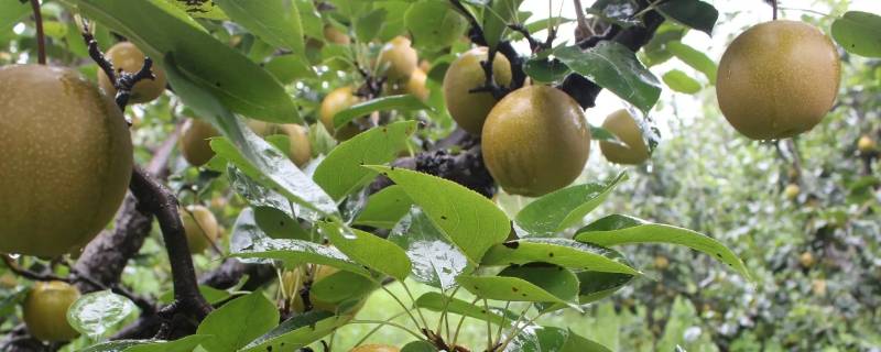 写梨的四要素是什么