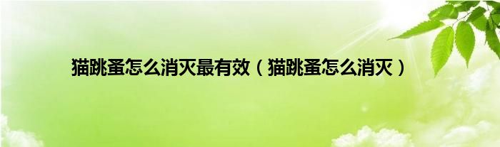 猫跳蚤怎么消灭最有效（猫跳蚤怎么消灭）